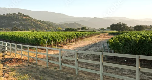 Wine country vineyard grapes on the winery vine at harvest time in the Sonoma valley