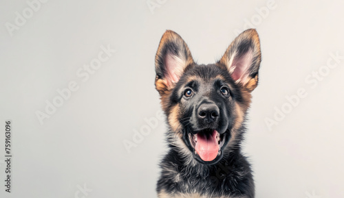 Cute German Shepherd Puppy with the Tongue Out, Looking at the Camera, White Background