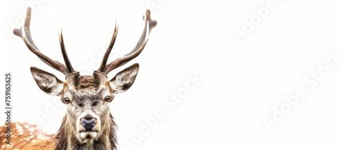 Cute deer wildlife animal white background. AI generated image