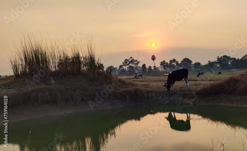 landscape of caw and water reflection © chittaranjan