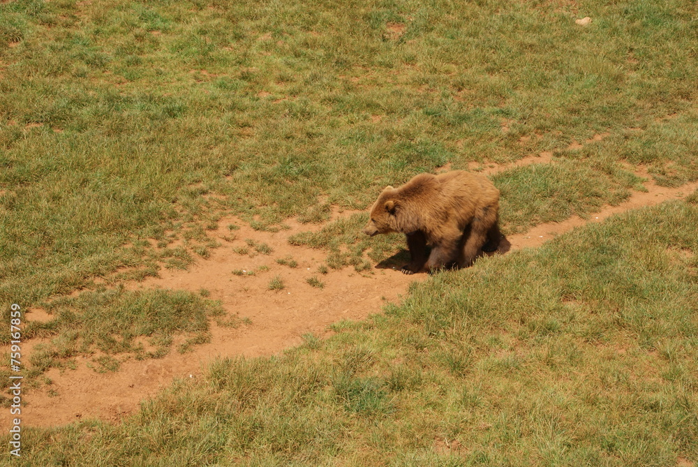 Fototapeta premium OSO