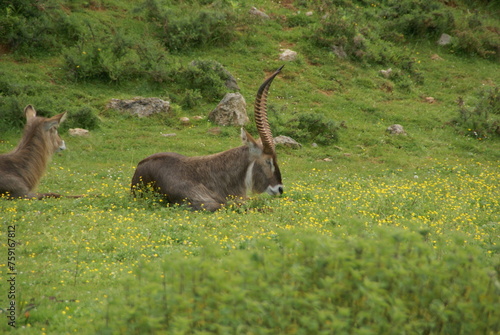 Gacela