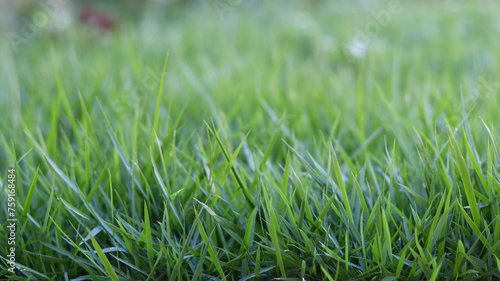 green grass in the garden