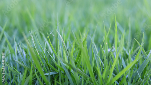 green grass in the garden