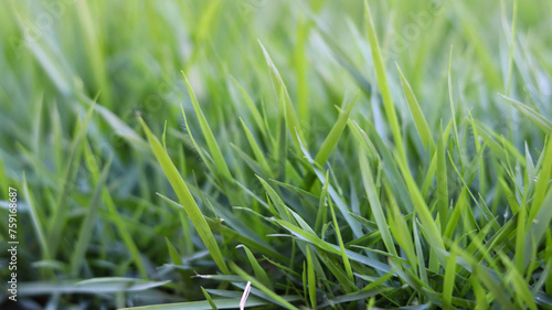 green grass in the garden