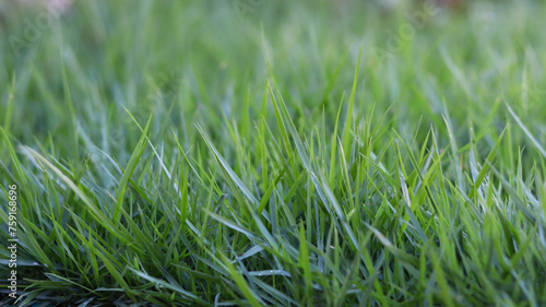 green grass in the garden