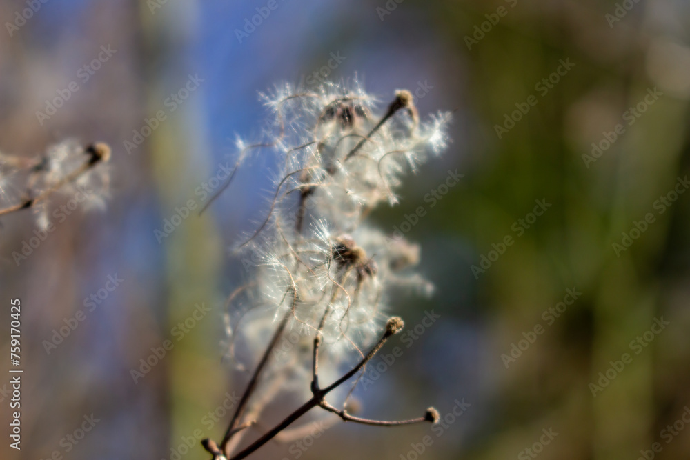 seed heads with silky appendages of clematis vitalba, Traveller's Joy, in winter, showing why it is also known as old man's beard, copy space seed heads with silky appendages of clematis vitalba, Traveller's Joy, in winter, showing why it is also known as old man's beard, copy space