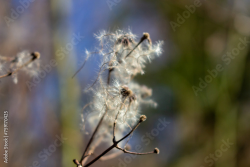 seed heads with silky appendages of clematis vitalba, Traveller's Joy, in winter, showing why it is also known as old man's beard, copy space © FlorianSchultze