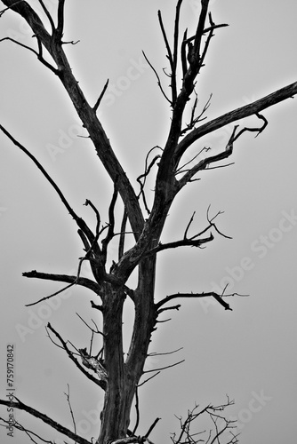 Wallpaper Mural Lonely  dead tree in the countryside of Carmona Torontodigital.ca