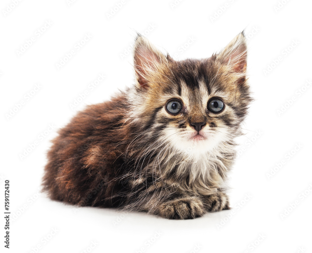 Obraz premium Gray sitting kitty.