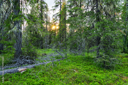 Fototapeta Naklejka Na Ścianę i Meble -  A beautiful summery sunset in an old-growth forest with lush vegetation in Salla National Park, Northern Finland
