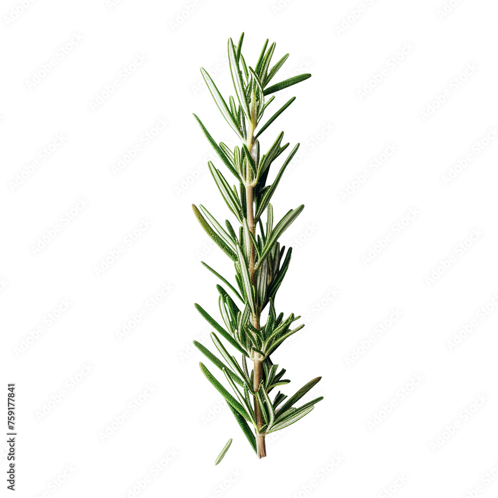 Fototapeta premium rosemary isolated on white background