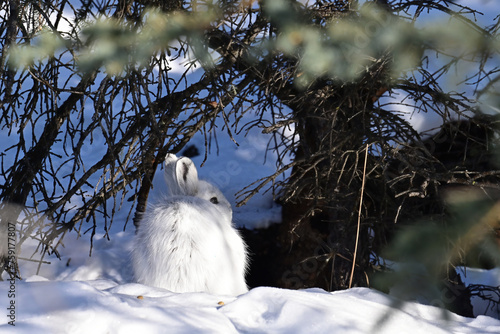 A snowshoe hare (Lepus americanus) in winter white camouflage in Alaska's boreal forest.