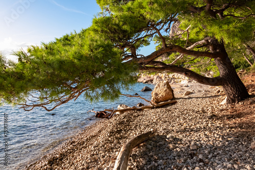 Dry wooden branch on tropical stone beach. Hiking trail along cliffs between coastal villages Krvavica and Makarska, Dalmatia, Croatia, Europe. Majestic Makarska Riviera, Adriatic Mediterranean Sea photo