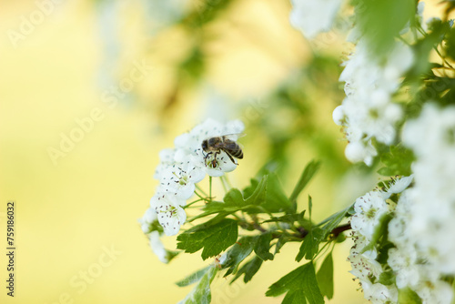 A honeybee (Apis mellifera) pollinates a hawthorn (Crataegus monogyna). Spring white flowers. Beauty of nature. Spring, youth, growth concept.
 photo