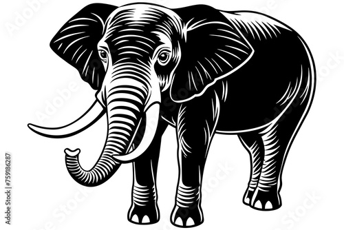 Elephant vector illustration © CreativeDesigns