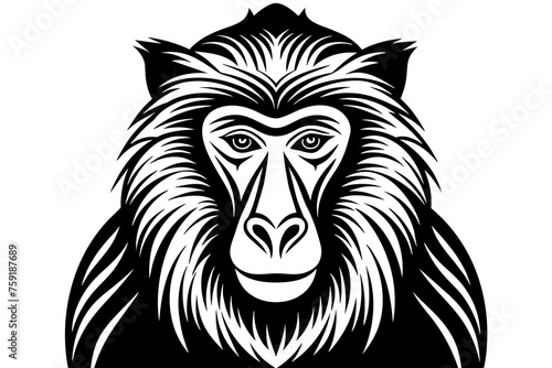 baboon vector illustration photo
