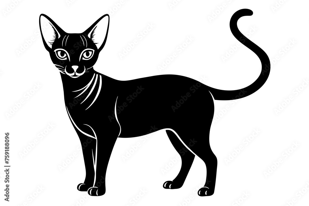 abyssinian cat vector illustration