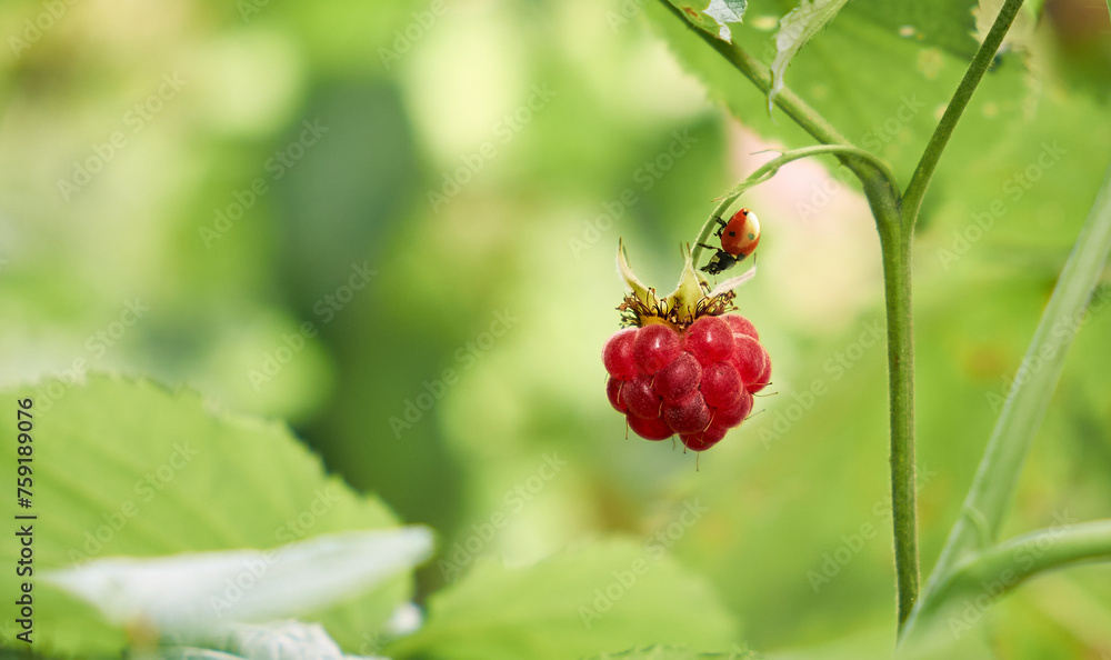 The ladybug crawls to the red raspberry berry. A green sunny background. The ladybug crawls to the red raspberry berry. A green sunny background.