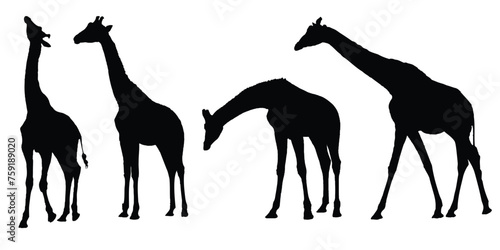 Photography Giraffe Silhouettes Isolated on White Background