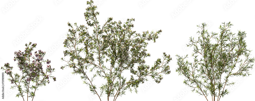 flower australian waxflower shrub hq arch viz cutout plants flower australian waxflower shrub hq arch viz cutout plants