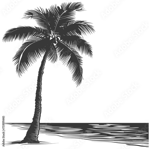 Silhouette Palm tree on the beach with Sunset black color only