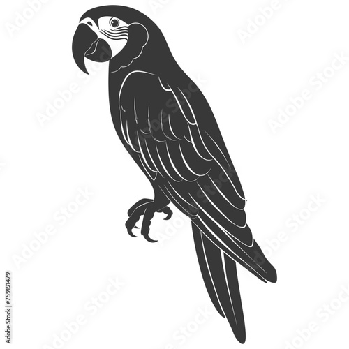 Silhouette Parrot Animal black color only full body photo