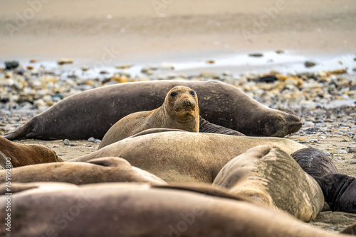 Elephant seals rest on the Drakes Beach, California