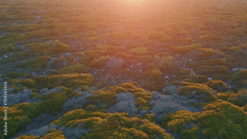 Sunset light illuminating steppe ground drone view. Picturesque golden sunlight