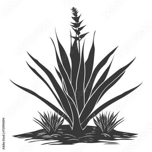 Silhouette Sansevieria tree in the ground black color only