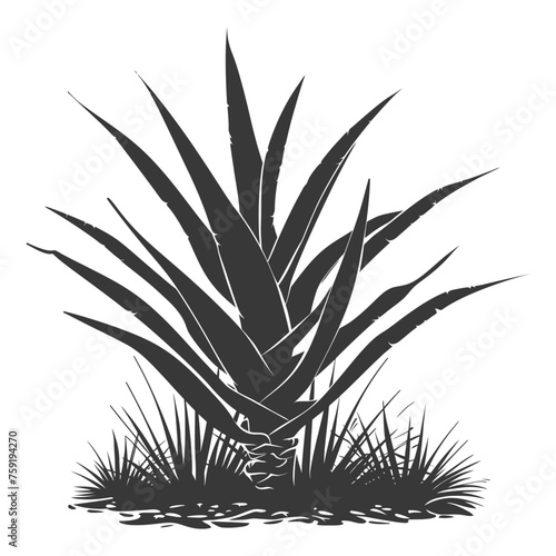 Silhouette Sansevieria tree in the ground black color only