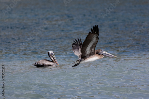 A pelican flying over the sea in Montserrat, Caribbean 