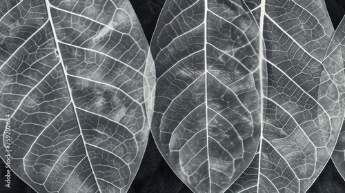 a black and white photo of a leaf's skeleton and a leaf's leaf's leaf's vein.
