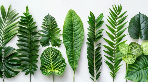 Group of tropical leaves on white background