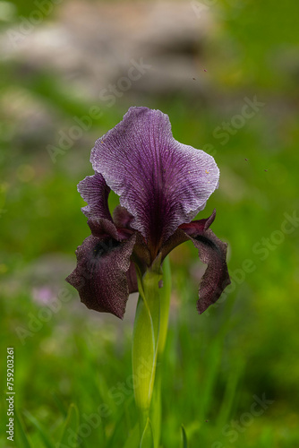 The large dark purple Gilboa Iris, Iris Haynei Baker in bloom on Mount Gilboa, Israel
 photo