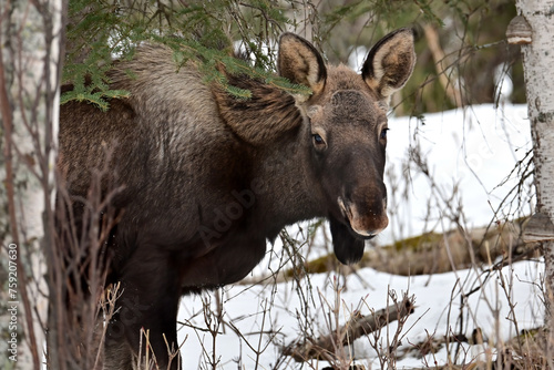 A wild moose (Alces alces) in Alaska's boreal forest.
