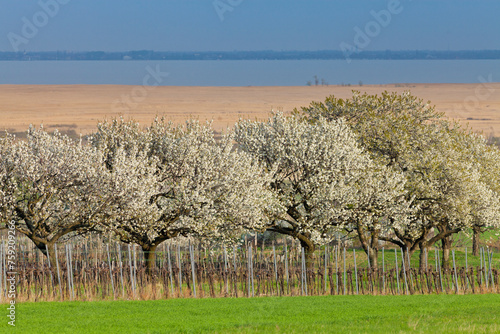 blühende Kirschböume, nahe Donnerskirchen, Neusiedlersee, Burgenland, Österreich photo