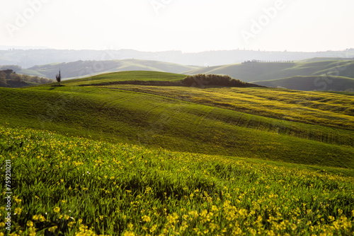 Beautiful Tuscany landscape in spring time with wave green hills and isolated trees. Tuscany, Italy, Europe