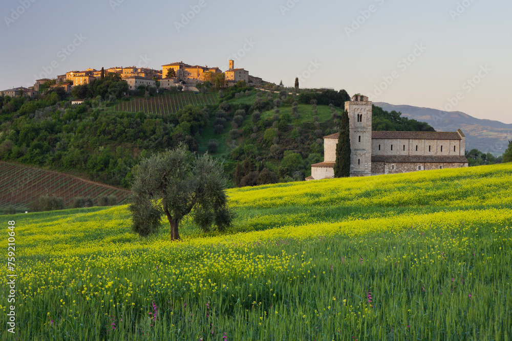 Olivenbaum in einem Rapsfeld, Abtei Sant'Antimo, Castelnuovo dell'abate, Toskana, Italien