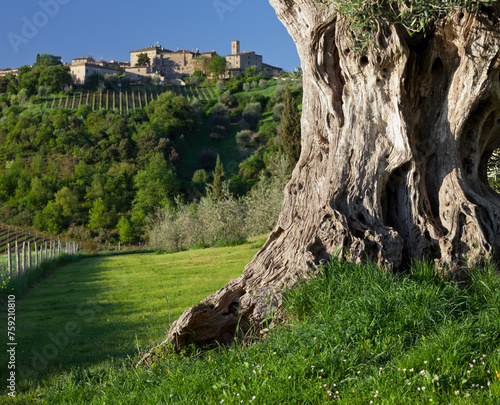Olivenbaum, Castelnuovo dell'abate, Toskana, Italien