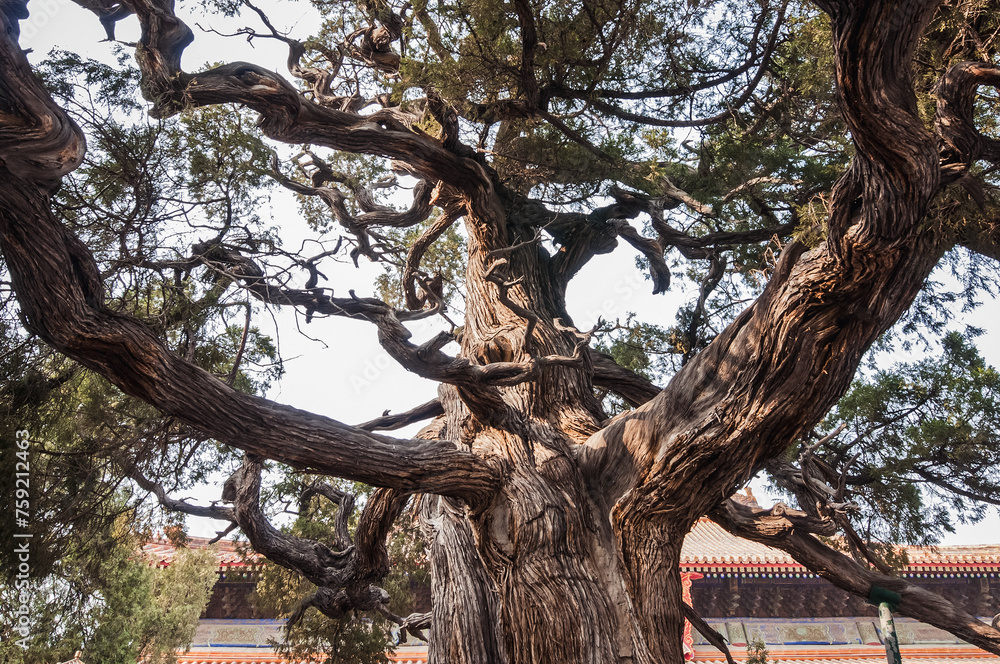 700 years old tree - Chu Jian Bai cypress in Temple of Confucius in Beijing city, China