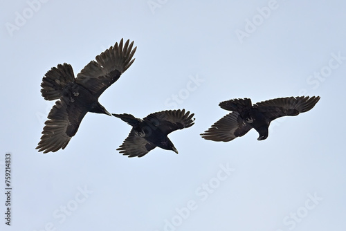 Ravens (Corvus corax) play in a warm spring updraft.