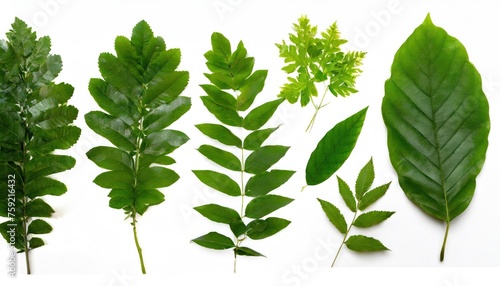Set of green leaves, isolated on white background. high quality photo 