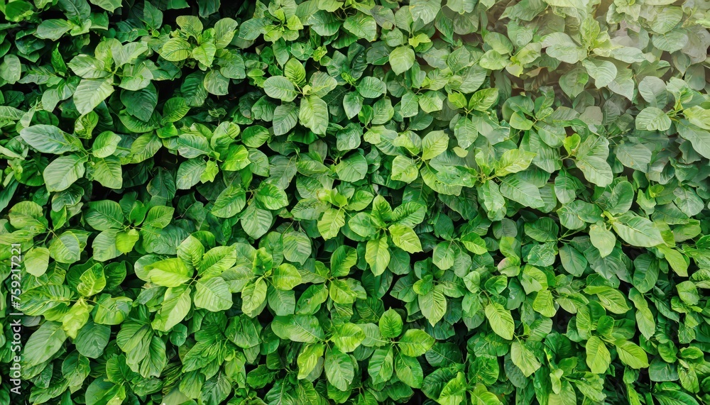Small green leaves texture background with beautiful pattern. Clean environment. 
