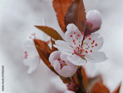 Cherry sakura blossom in early spring in Setagaya park (Japanese Garden) in Wien photo