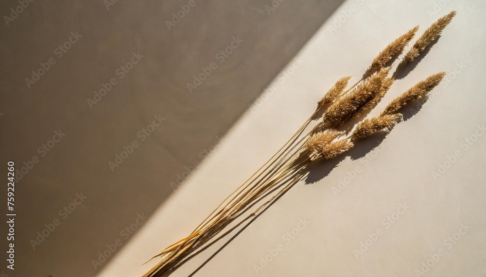 dried grass stems on tan white background with copy space warm sunlight shadow reflections silhouette minimalist simplicity flat lay aesthetic top view flower composition - obrazy, fototapety, plakaty 