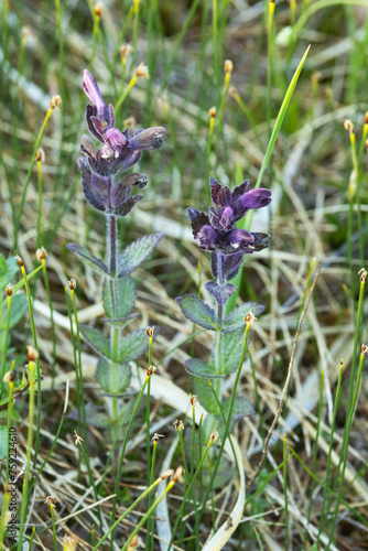 A flowering Alpine bartsia in a wet habitat in Riisitunturi National Park, Northern Finland	 photo