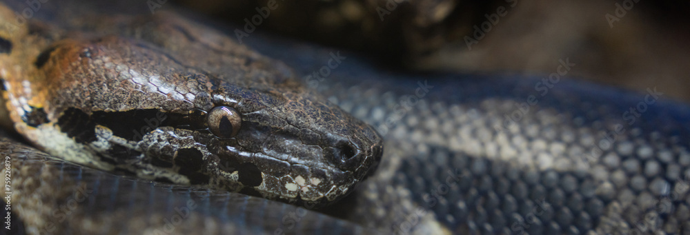 Big beautiful snake Big beautiful snake