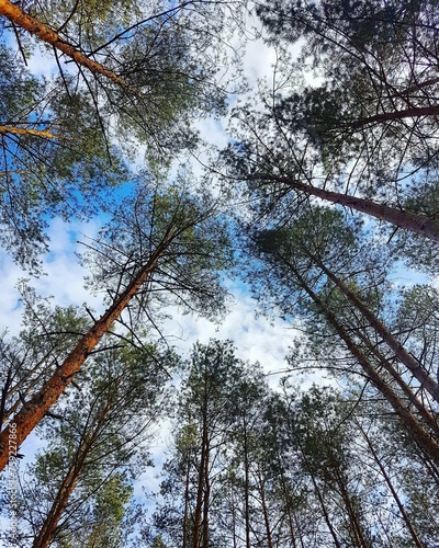 trees in the forest