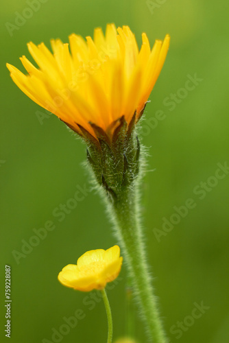 Yellow wildflower Picris hieracioides  that is  Hawk s tongue. 